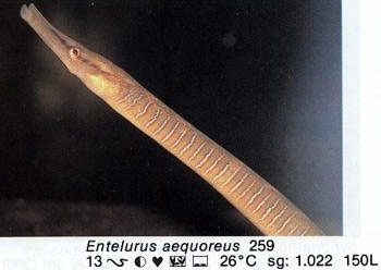 Entelurus aequoreus